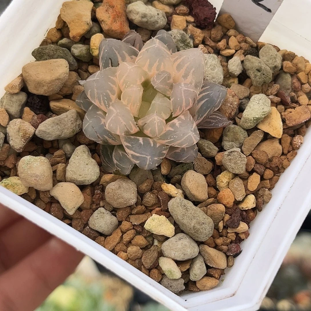 12糊斑霓虹灯变异玉露锦