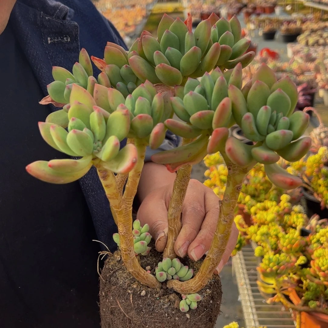 清新美人多头起高杆