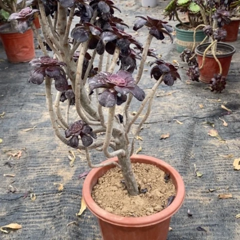 8，圆叶红酒杯1245667778