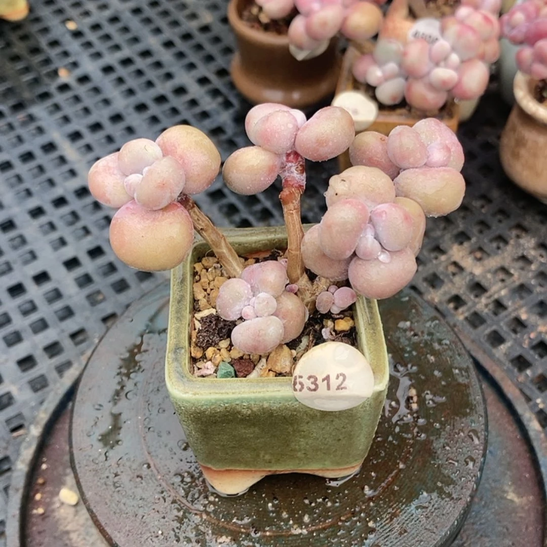 5312糖果腰子蛋带盆土