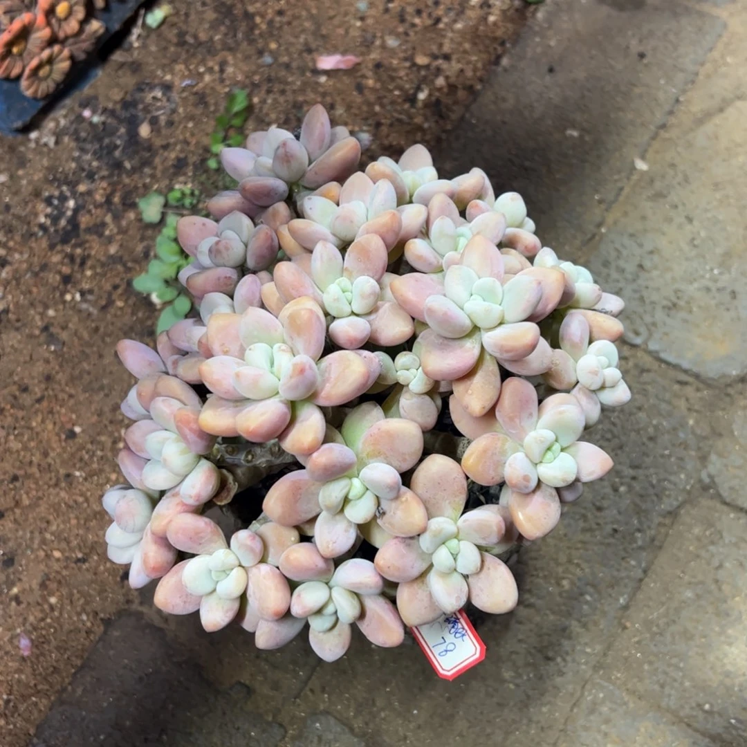 多肉植物多肉植物