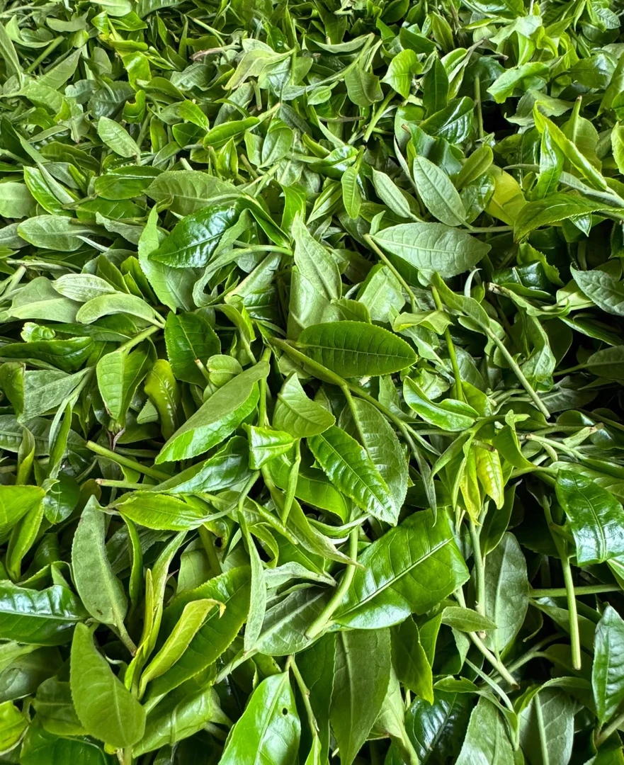 2025年黑水夹边古树普洱茶生茶饼
