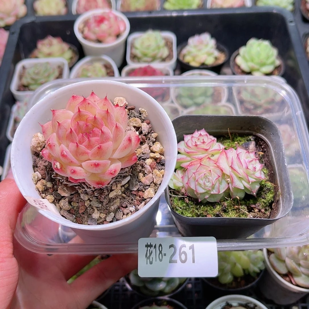 花利美18-261海王➕女王微瑕