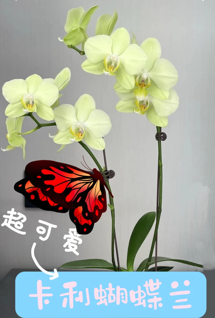 花乡十里【安祖卡利】3.0寸杯蝴蝶兰苗小清新绿花(包邮快递】