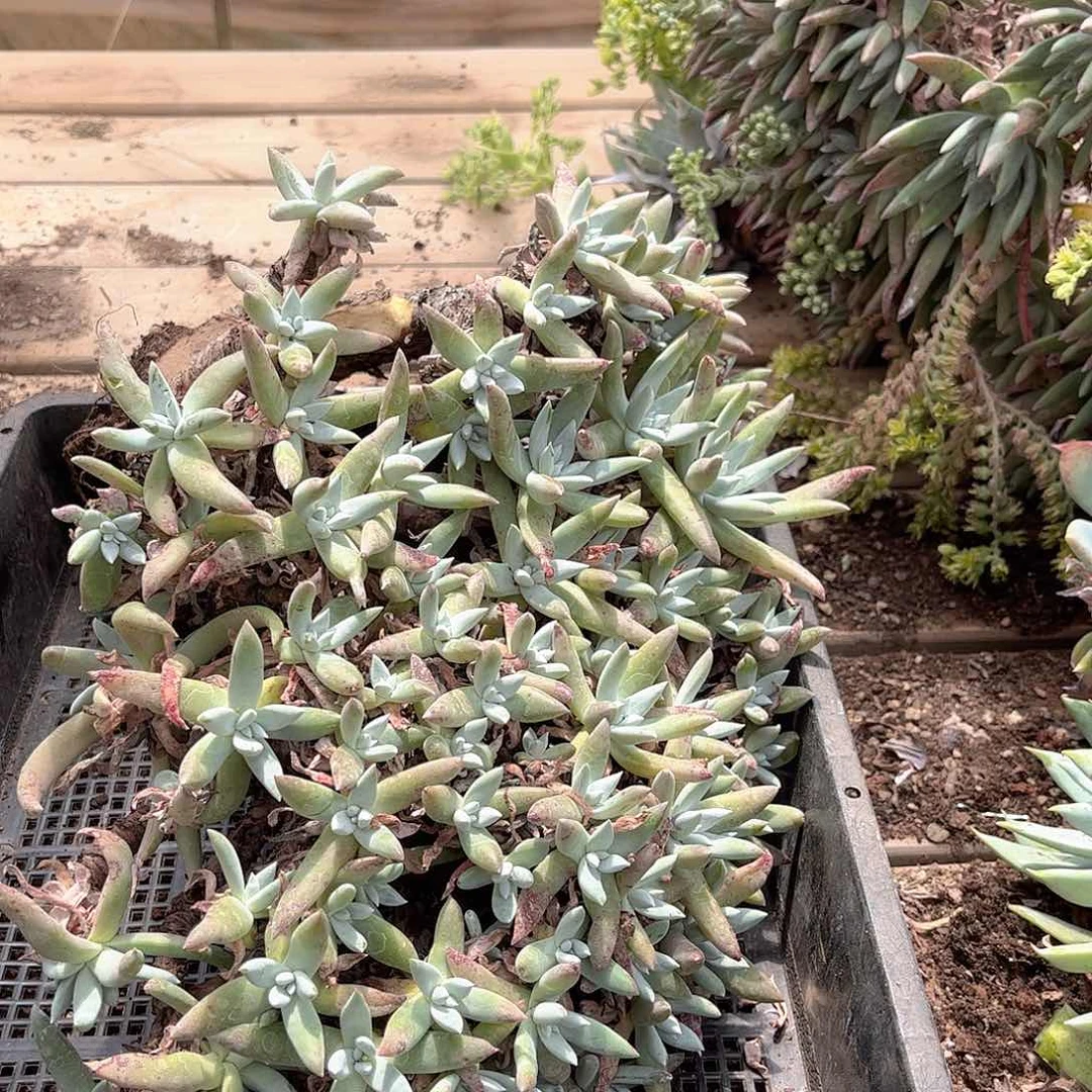 1424狂拍瑕疵多肉