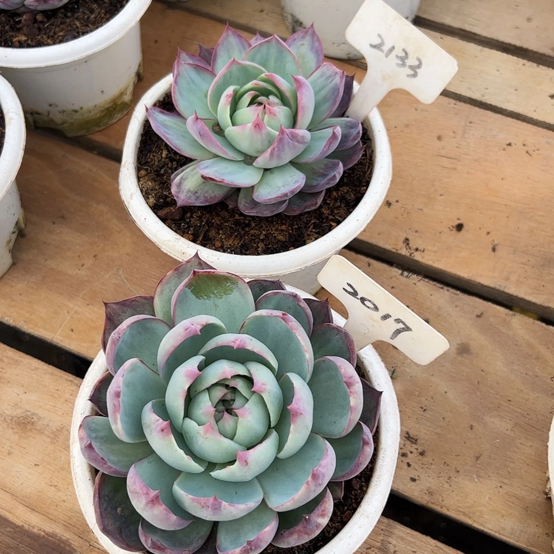 惊鸿仙子2017.2133号