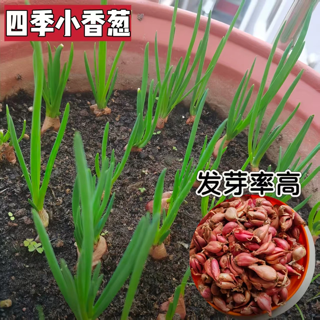 (四季可种植)四川本地新鲜香葱头农家自种盆栽蔬菜250g小香葱葱头