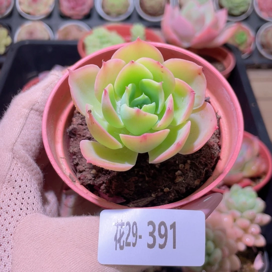 花利美29-391碧桃