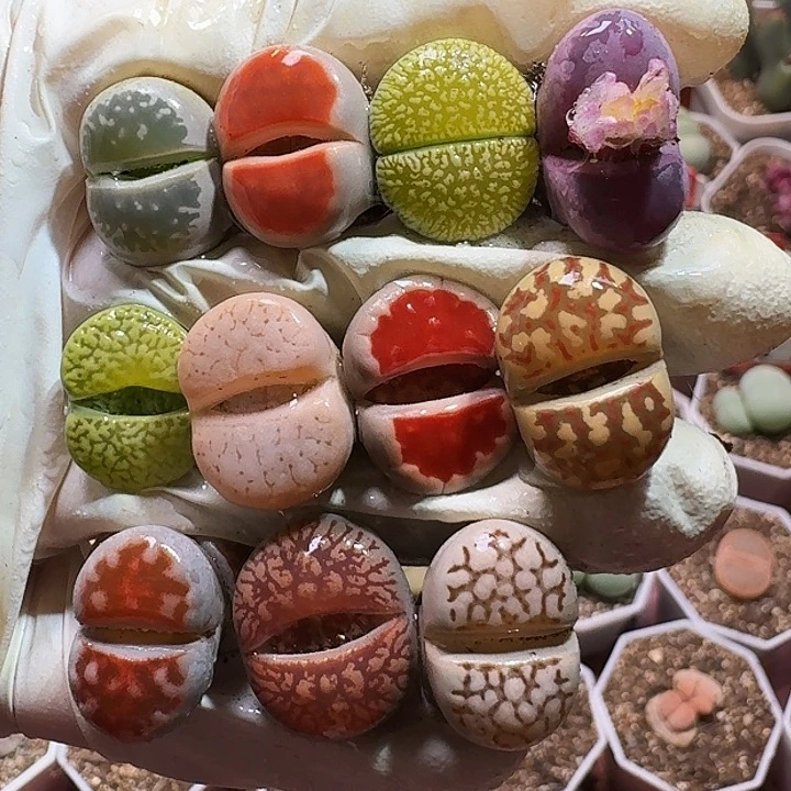生石花11111111。 339