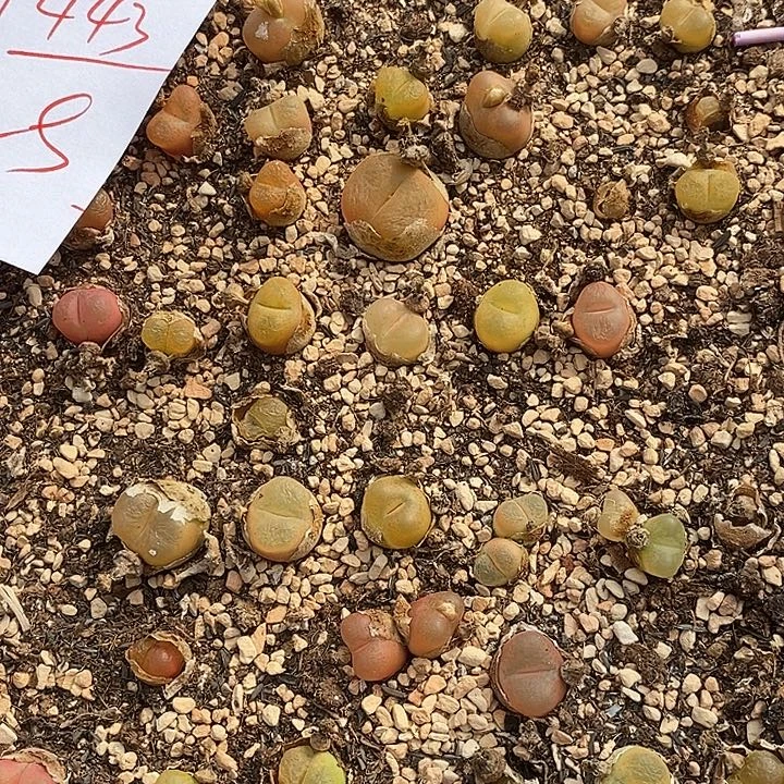 1443清框毛汉尼一组。