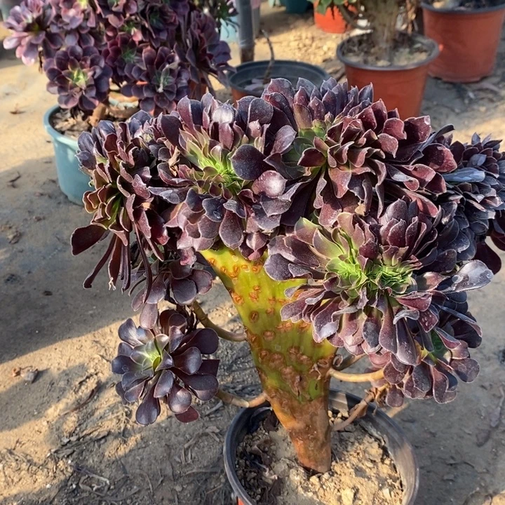 欧紫缀3多肉植物法师法师