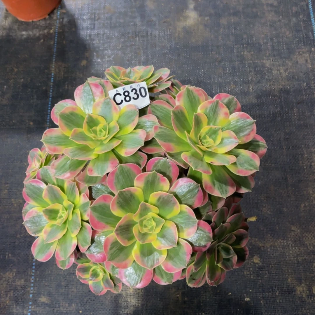 【闪购商品】83000