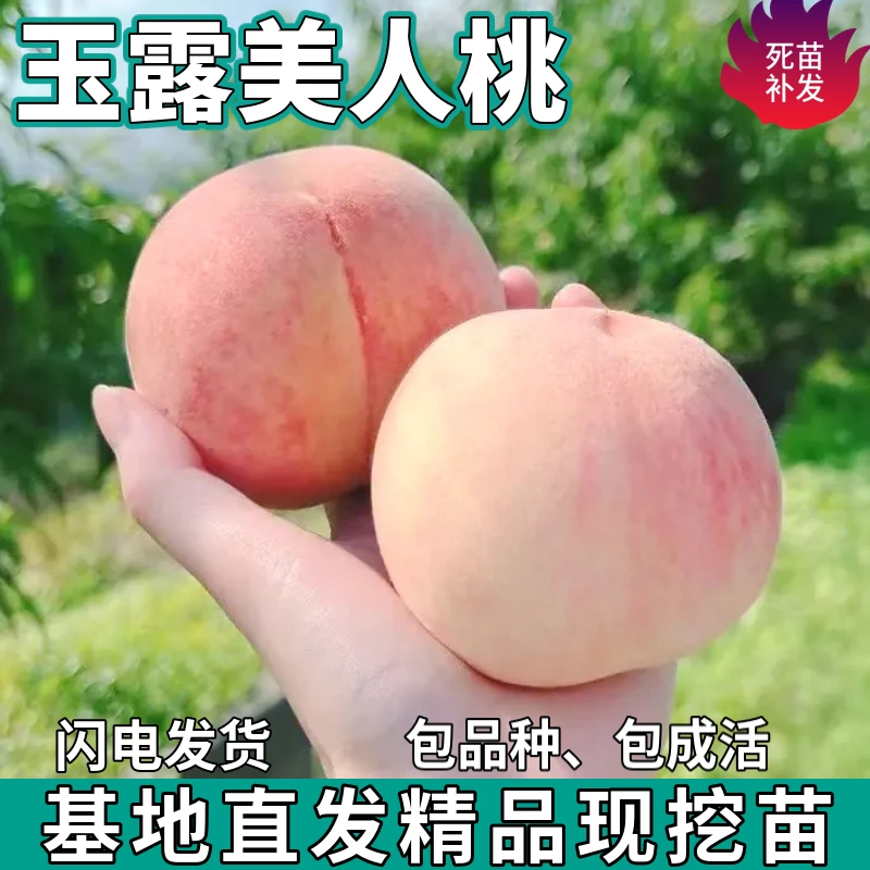 玉露美人桃树苗南北方地栽庭院盆栽种植特大果嫁接桃子苗当年结果