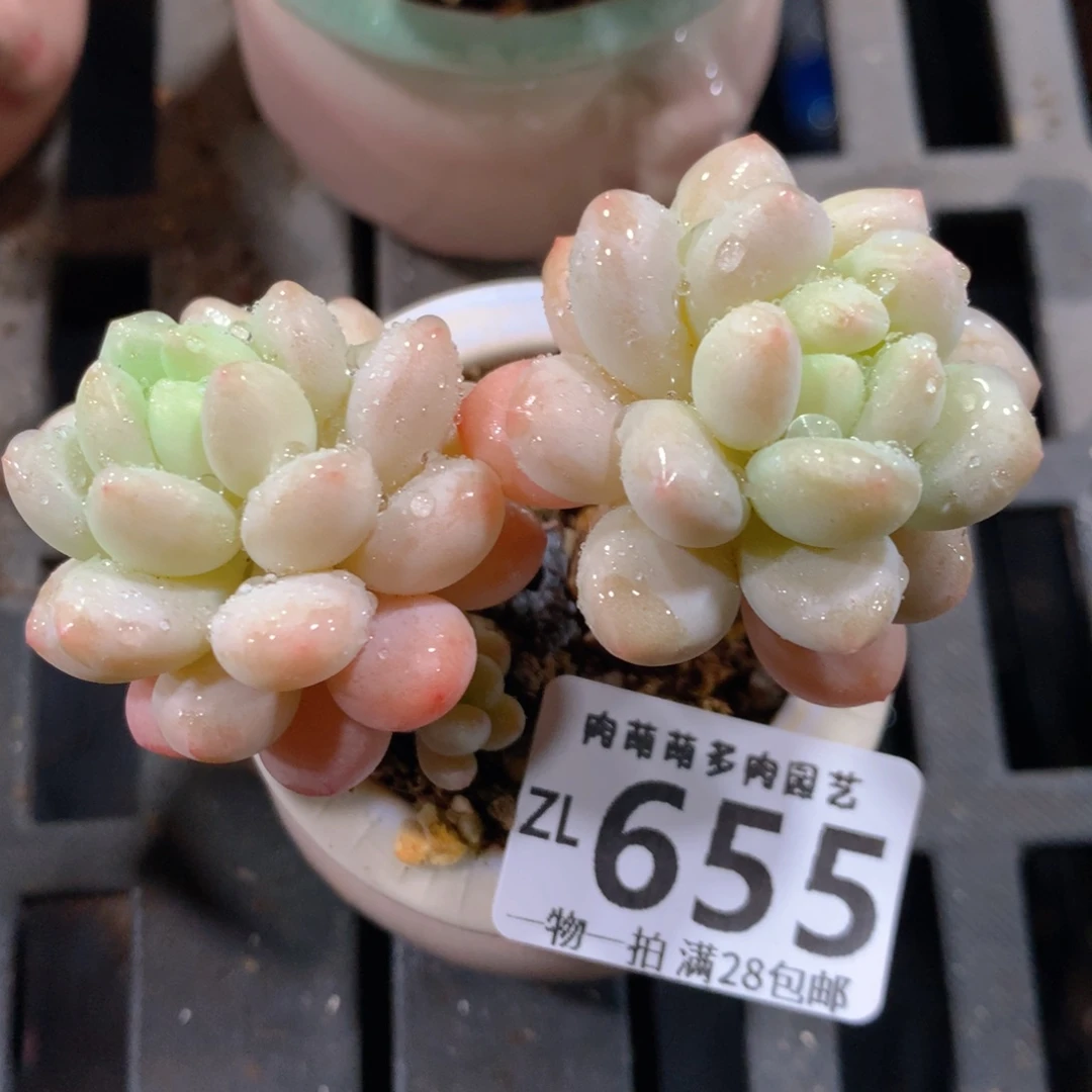 5CM拇指盆精控多肉ZL655