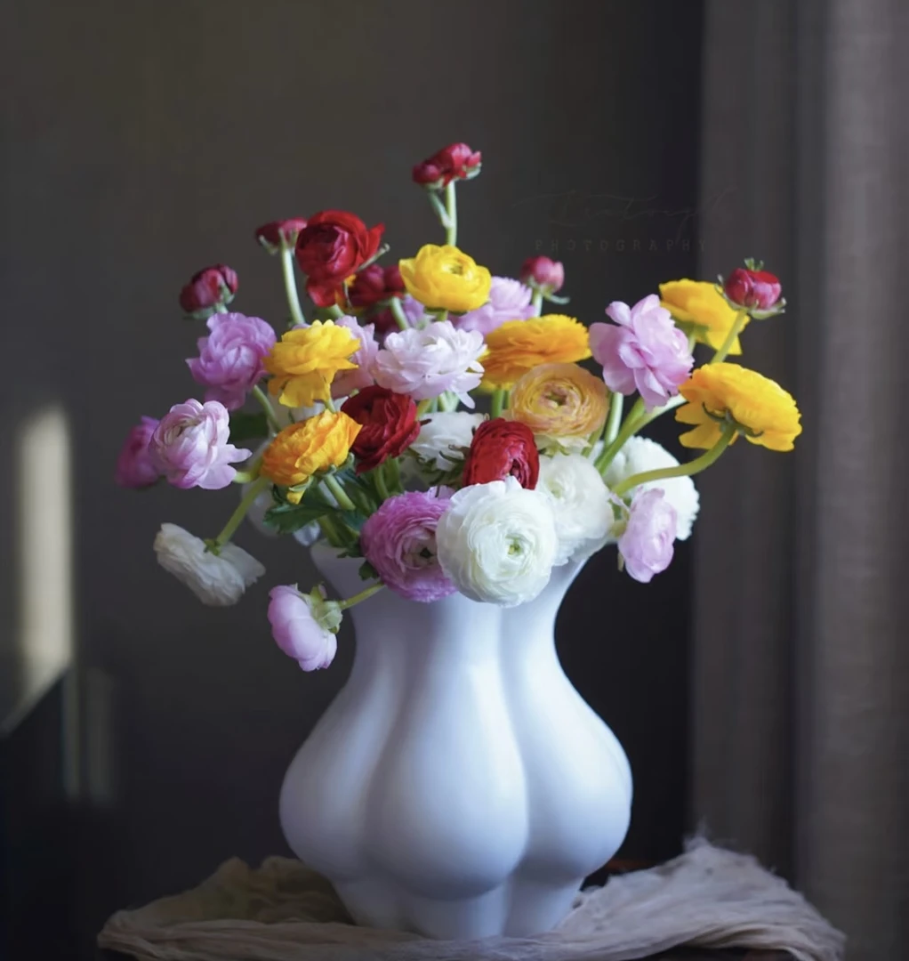 【洋牡丹】【叁叁专属】现采现发云南基地直发鲜花批发包邮