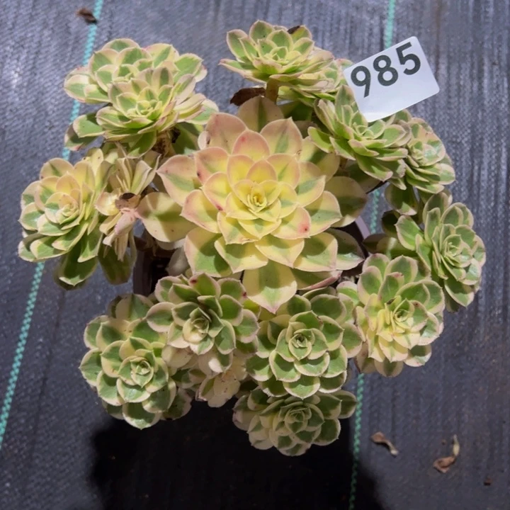 玉芙蓉9855555555555