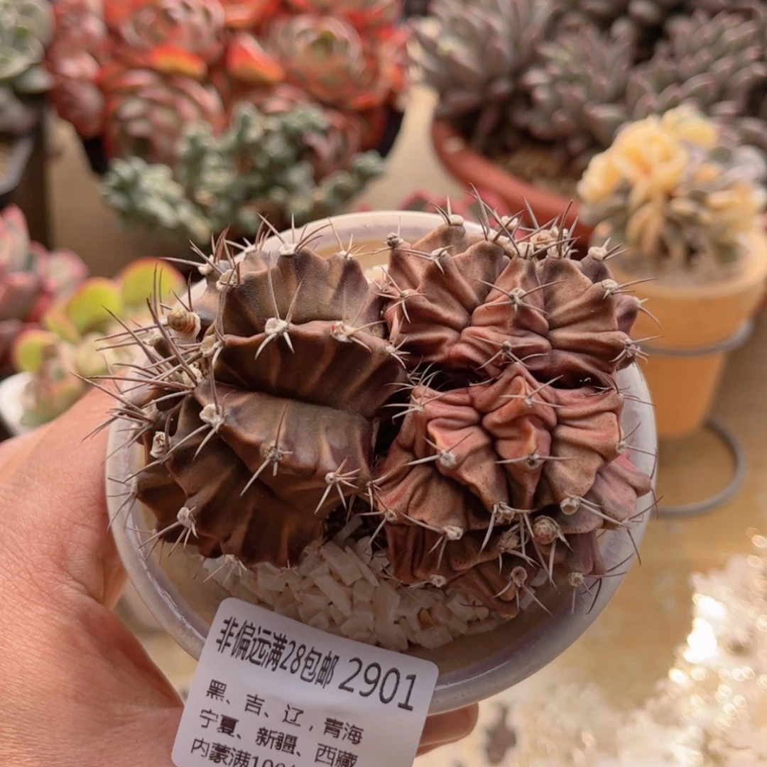 【闪购商品】2901肋骨