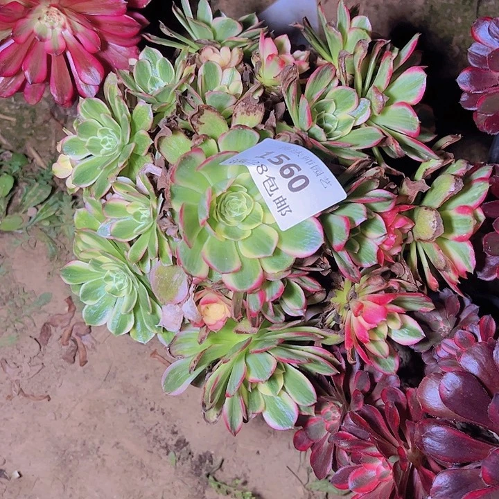 1560海王多肉植物2号