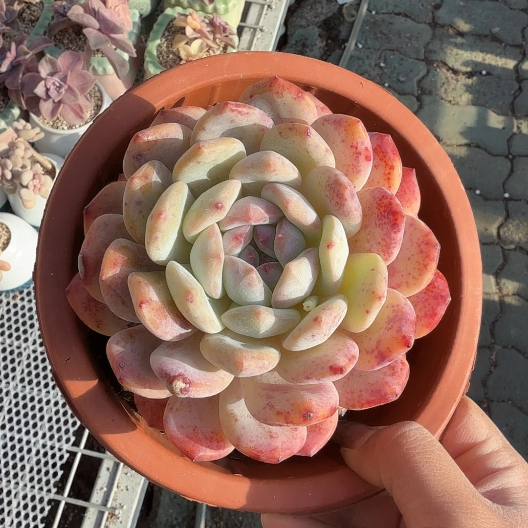 大号成梦露多肉植物