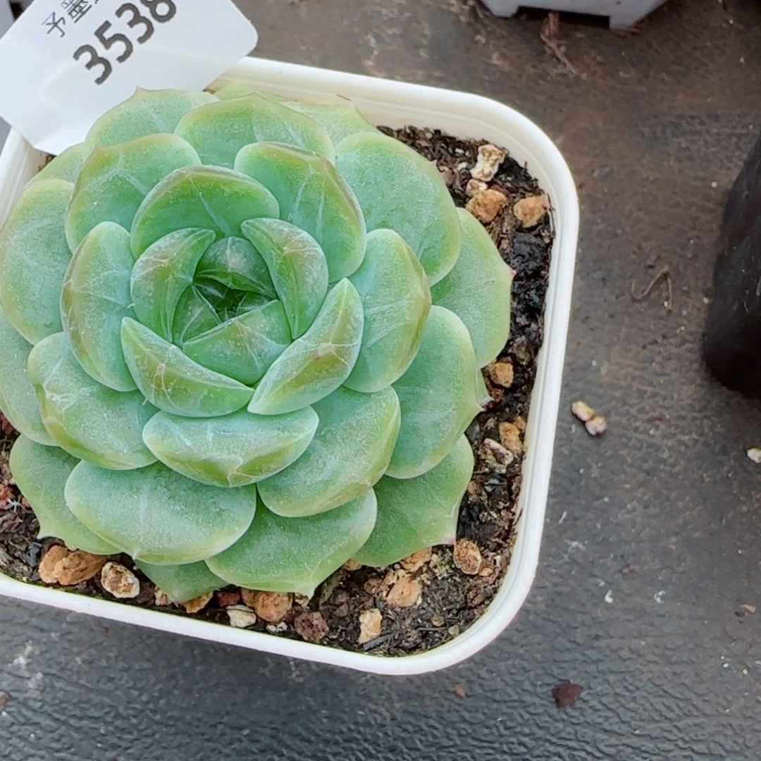 无尽灯，3538多肉植物