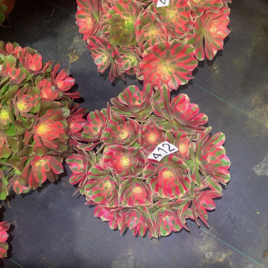 泽***亿法师多肉植物413，412粉女巫