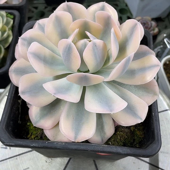 鲁士锦一物一拍锦龙