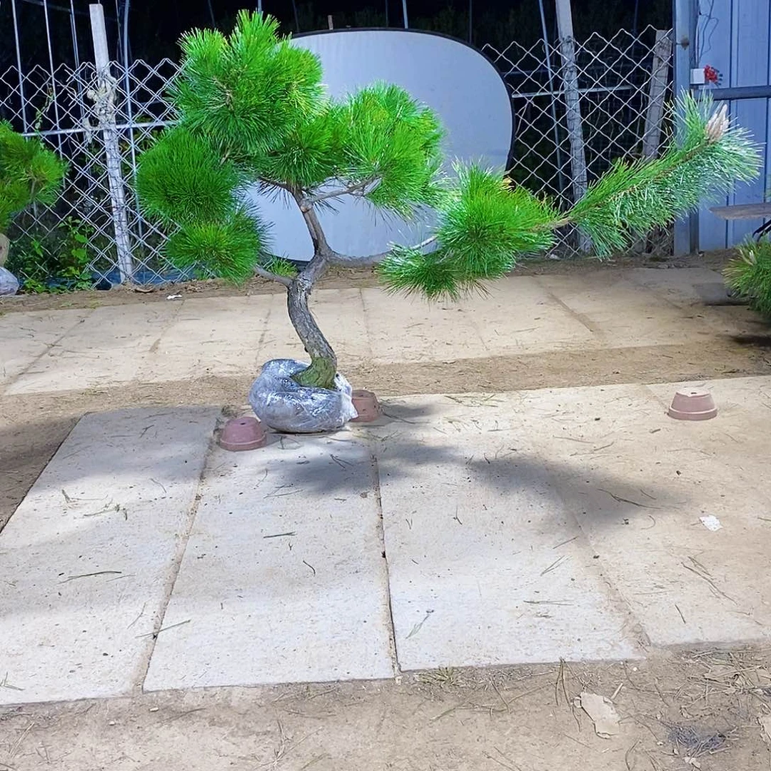 杜***锤完全开放1111111111111211