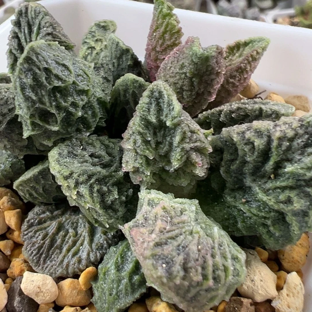 大鱼海棠多头纯木质桩多肉植物