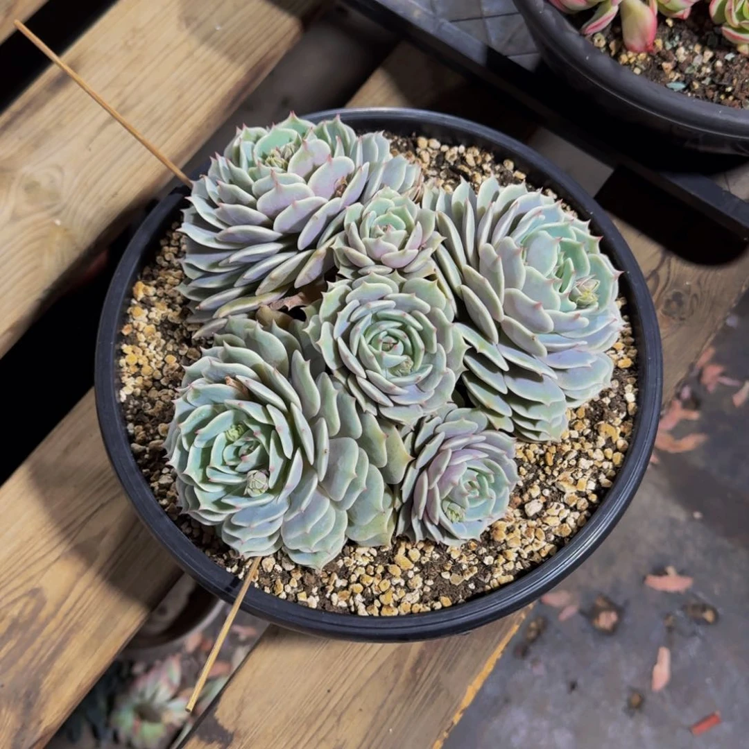 宇*露娜莲零度不包损