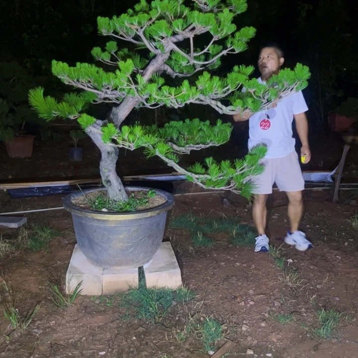 海***无花朵黑松盆景庭院盆景