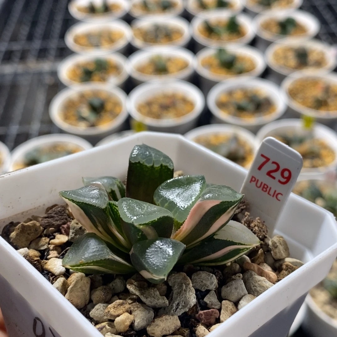 729木叶克十二卷多肉
