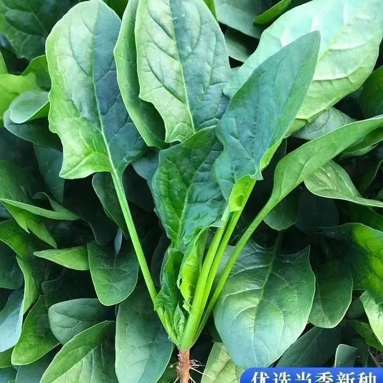 【今年新种】速生大叶菠菜种子菠菜籽高产耐热耐寒菠菜种籽蔬菜