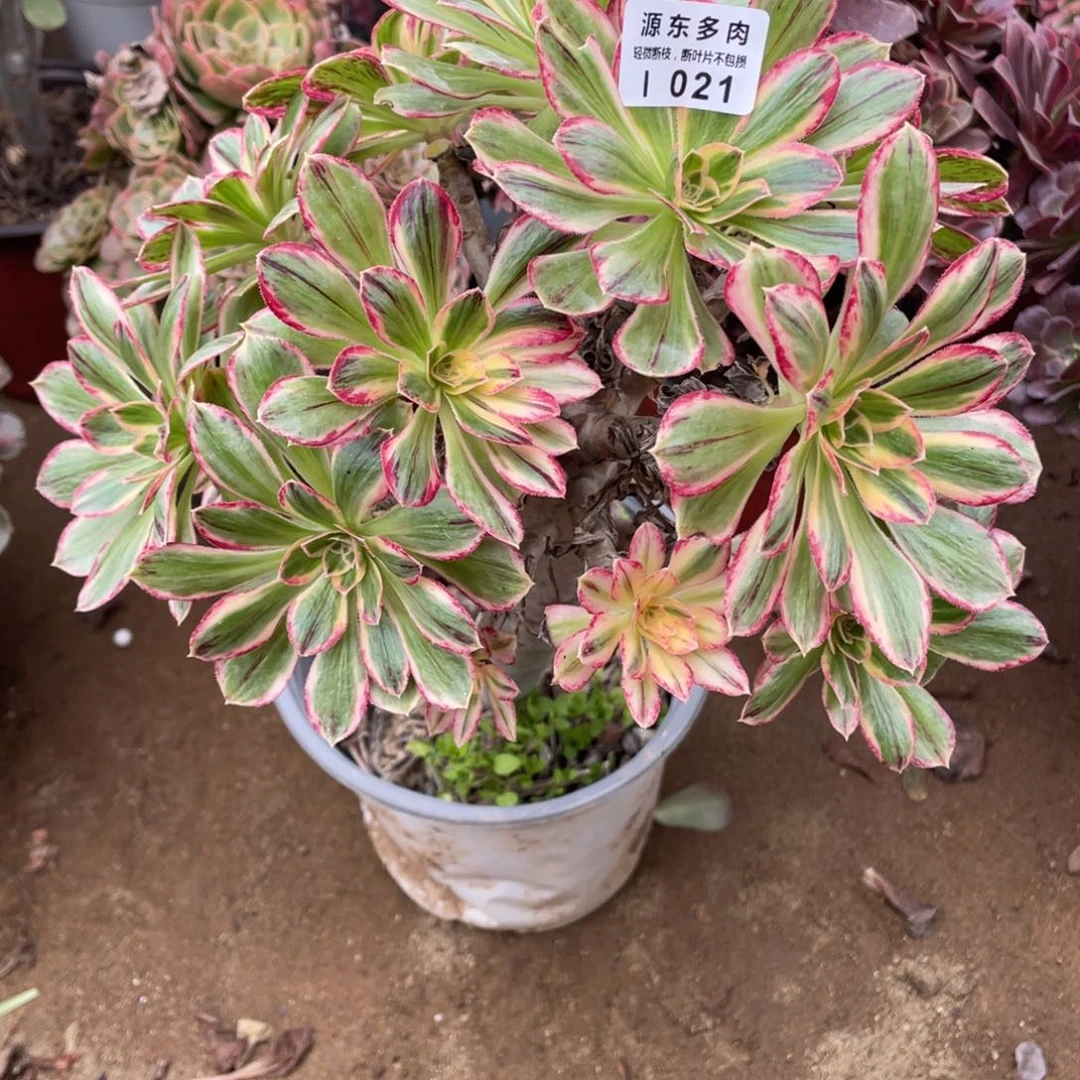 021v锦锦多肉法师断枝不包