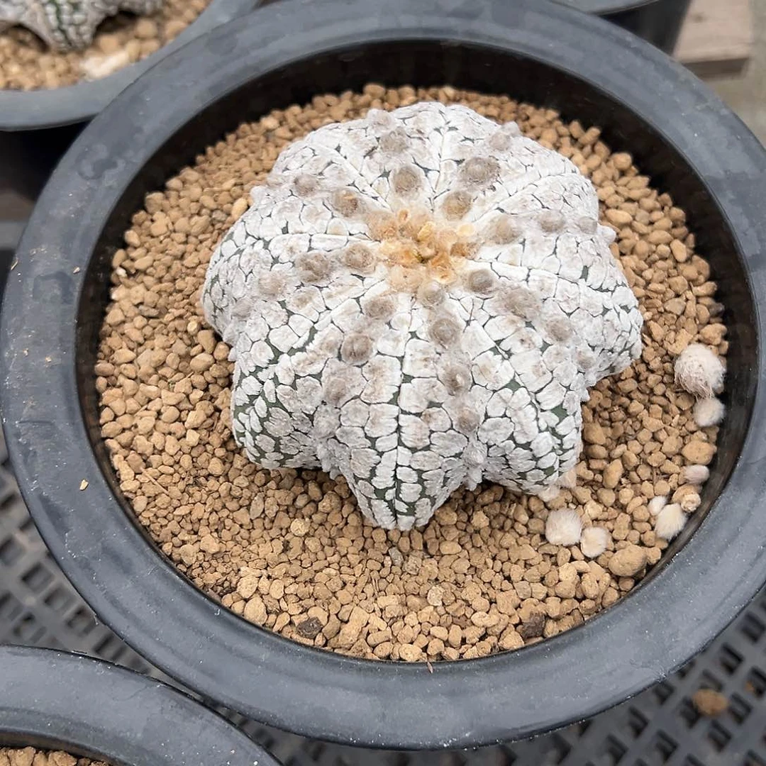 大****咧实生浓白海星 兜