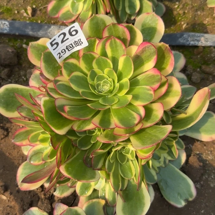 奶白……多肉植物……