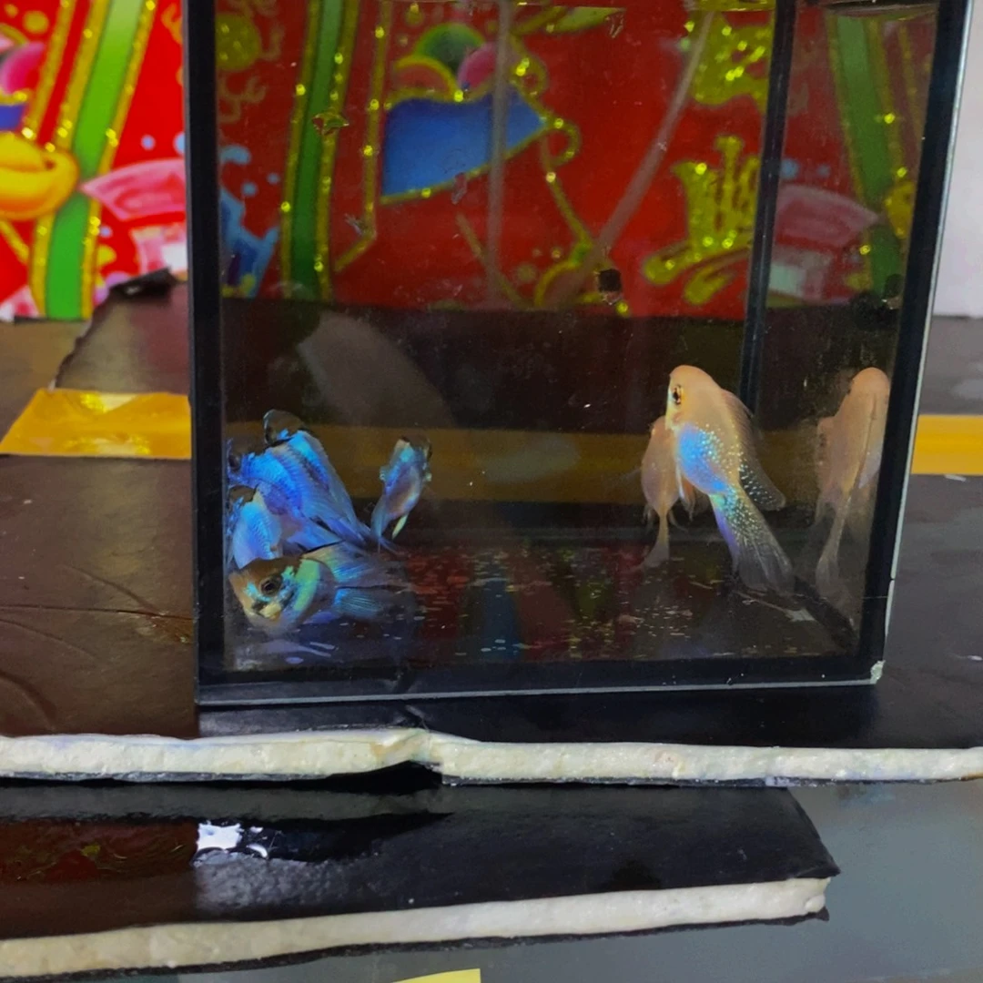 吟***荷短鲷鱼蓝波子金波子混搭