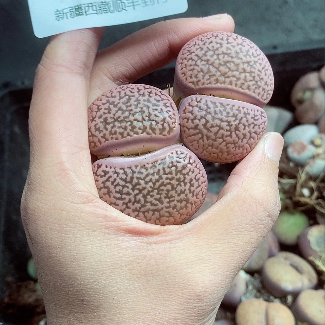 我在开会等一两638