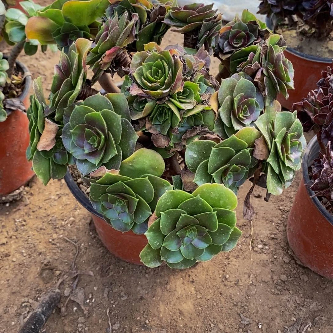 1838 号一物一拍多肉植物