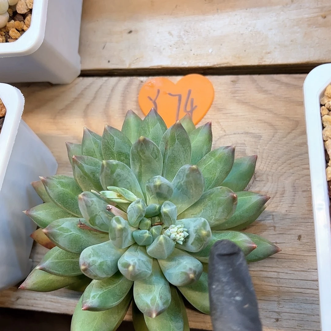 大*o74、ch k h g h j k n h