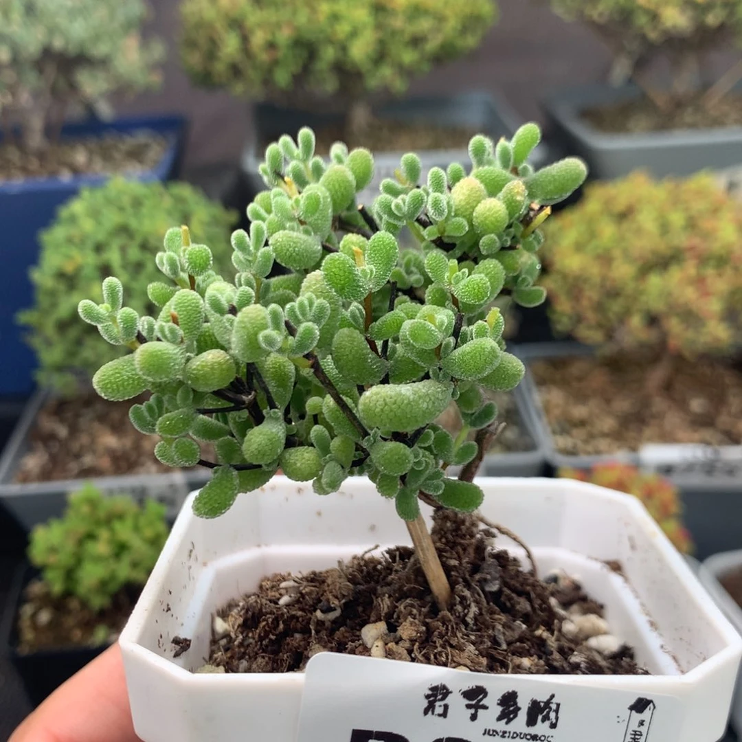 805翡翠。