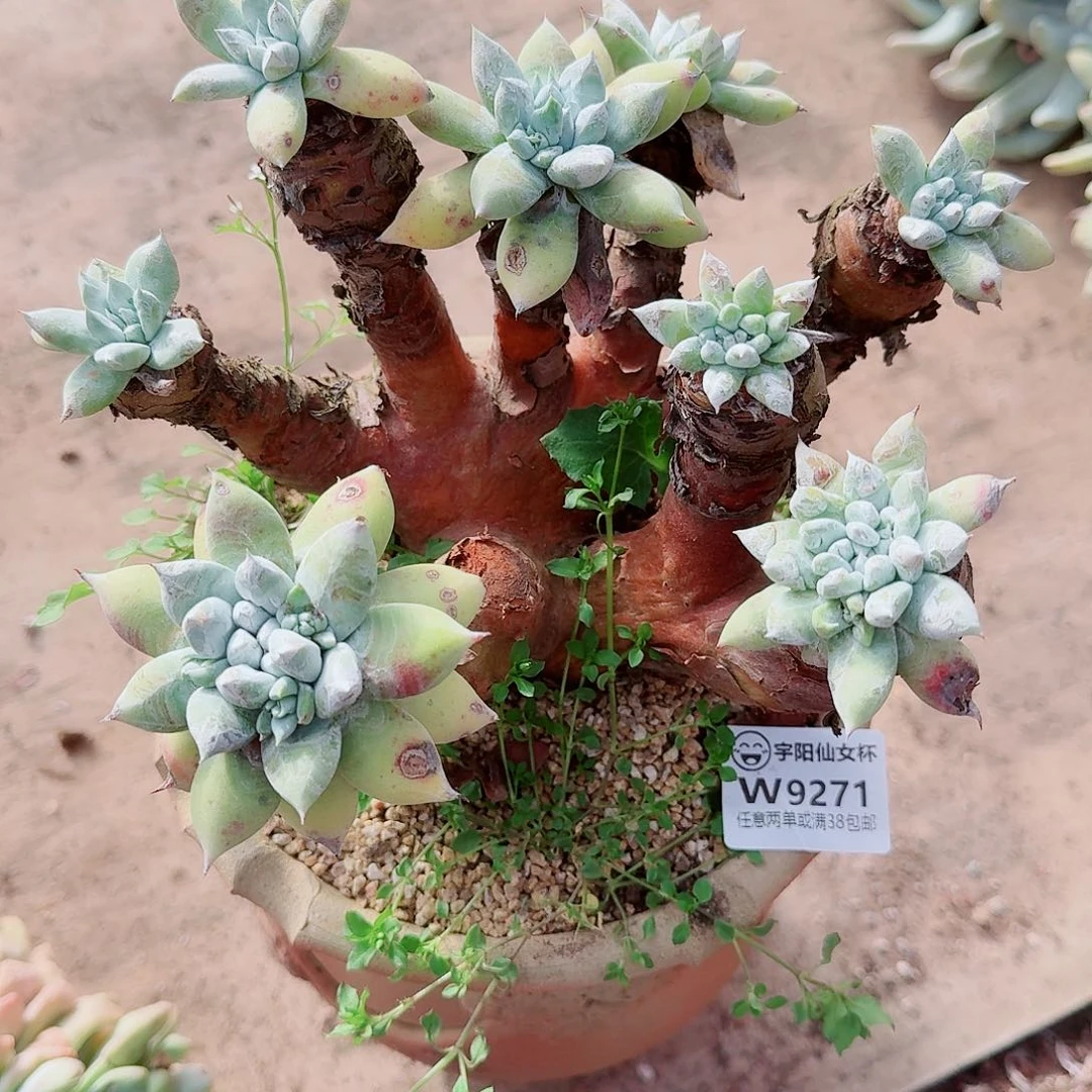 9271瑕疵苹果拇指多肉