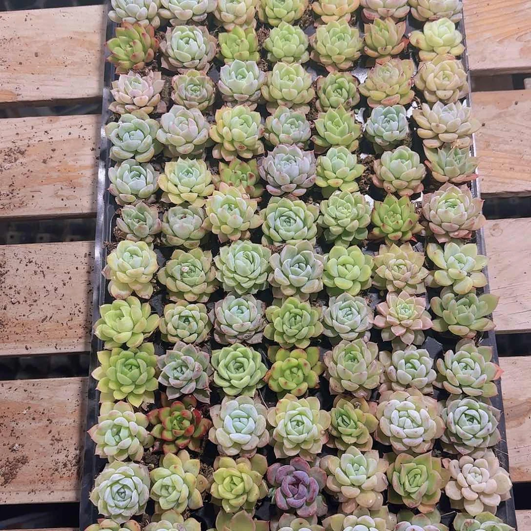 直播一物一拍多肉306