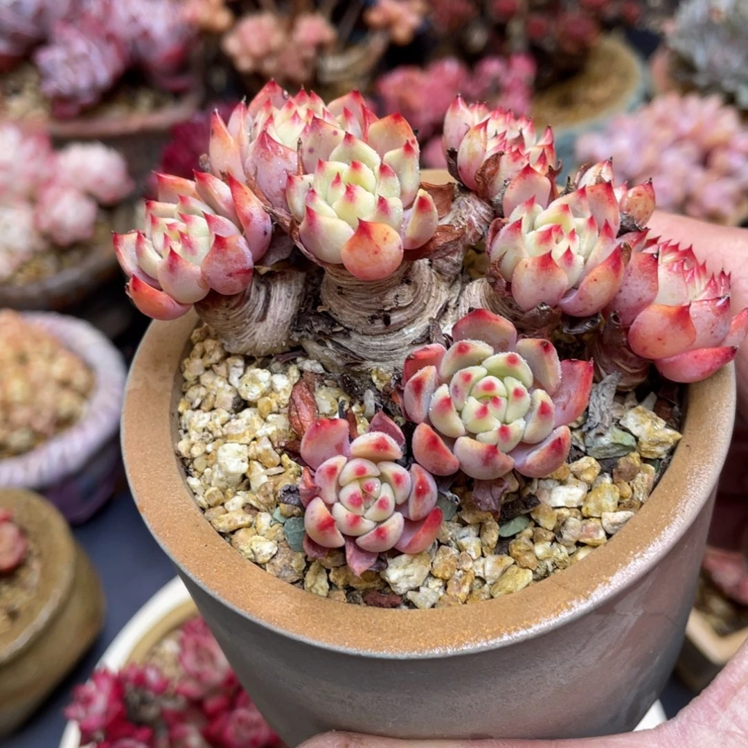 粗腿老桩娜娜群生