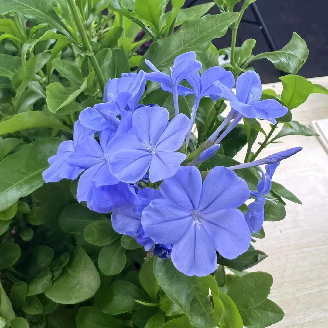蓝雪花小盆盆栽地载四季开花庭院耐寒开花植物耐热室外