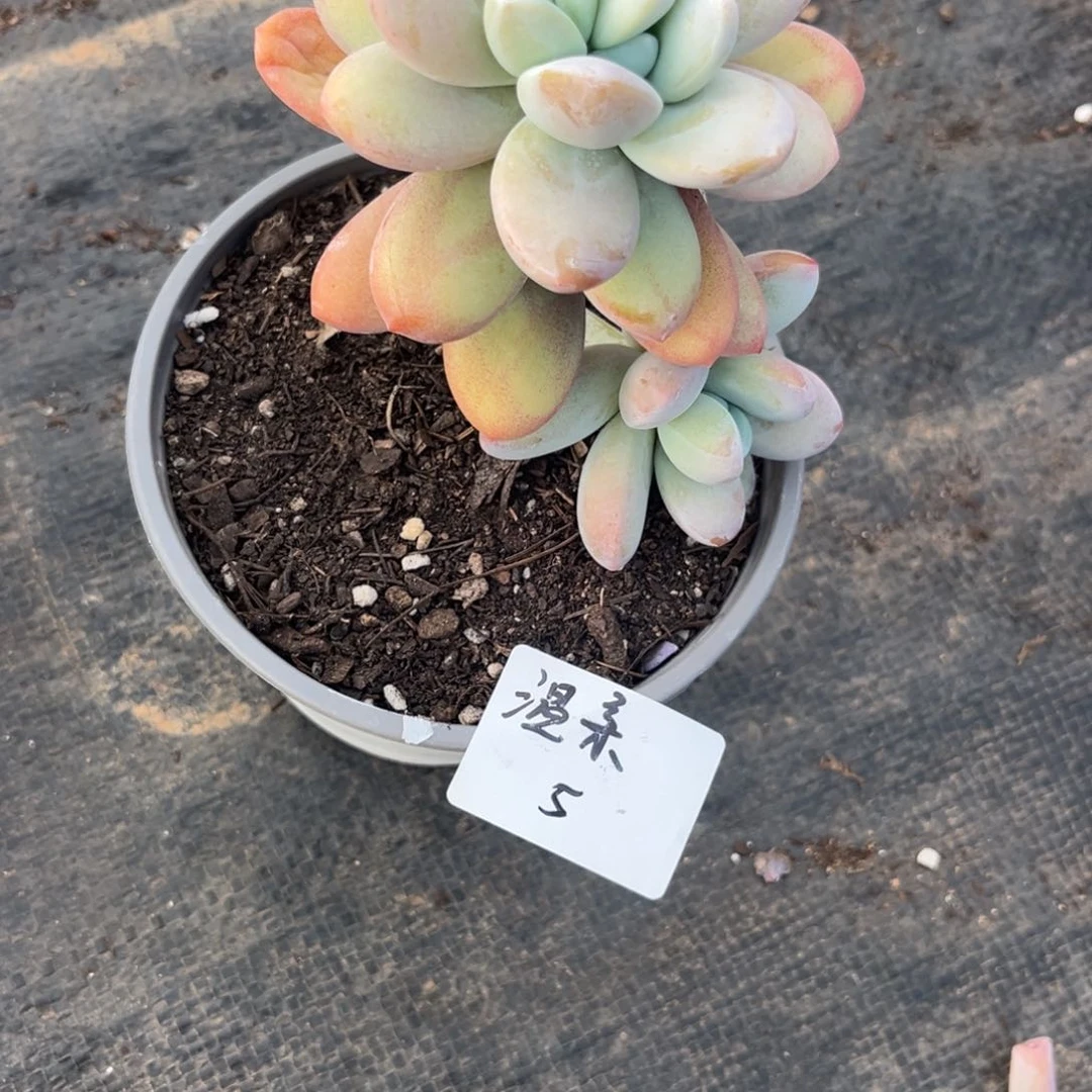 手****柔雪美人多肉植物