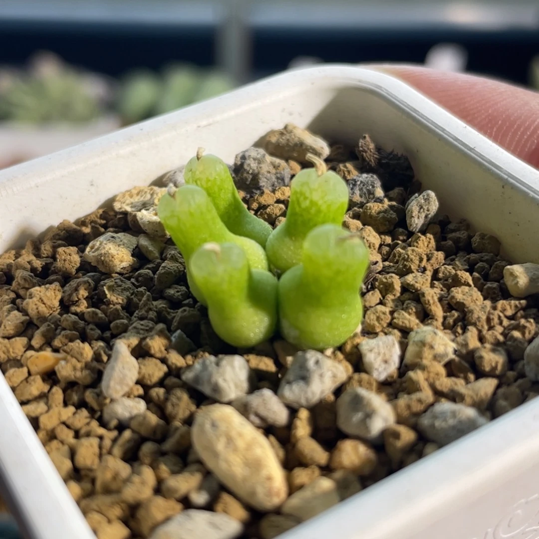 小葫芦植物一物一拍