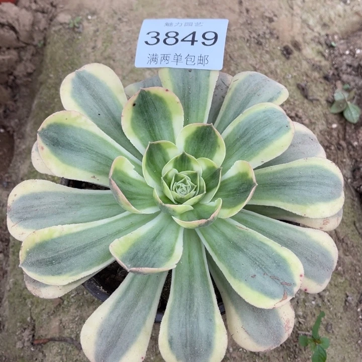 3849香炉盘的人多肉的