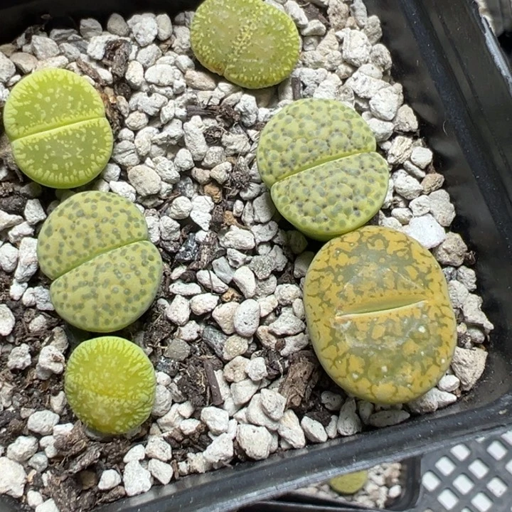 【闪购商品】 1026。