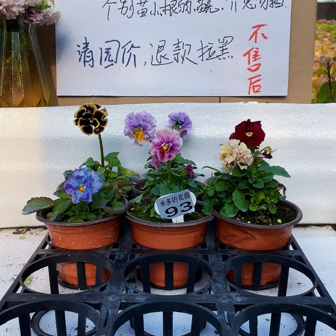 大部分花苞少量开放93
