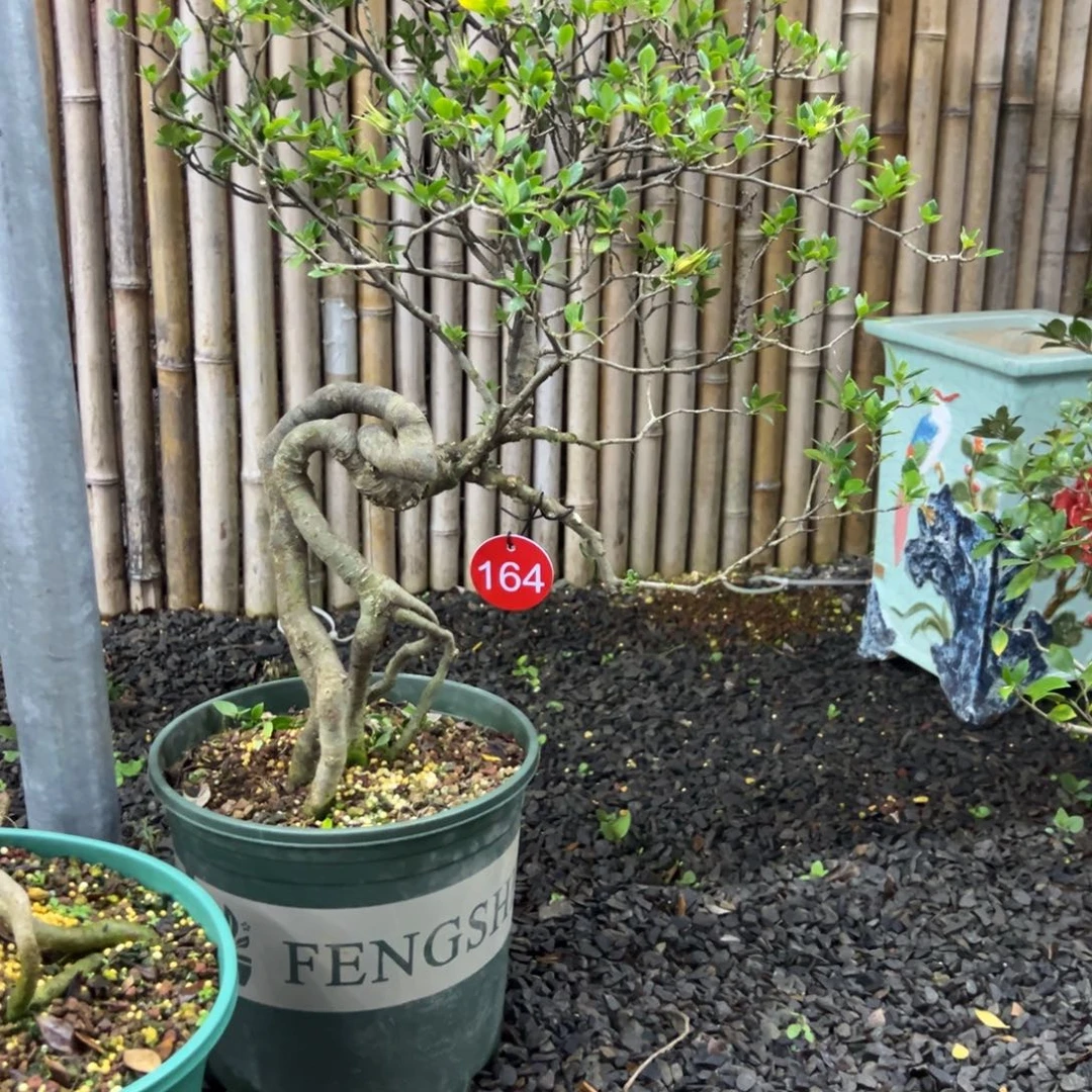 感***n无花朵栀子花盆景老庄